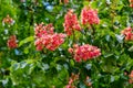 Blooming red horse-chestnut Aesculus Ãâ carnea Royalty Free Stock Photo